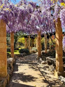 特里卡塞Masseria Borgo del Gallo的花园,花园中紫色的紫藤悬在人行道上