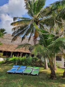 MsambweniSansuri Beach House的一组沙滩椅和一棵棕榈树