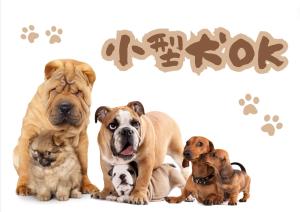 恩纳Akizero Onnason的一群白人背景的狗和小狗
