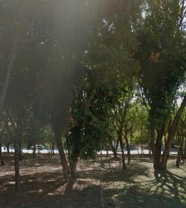 坎皮纳斯Suíte Proença的公园里一群树木,阳光灿烂