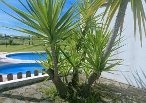 埃武拉卡萨多维尔酒店的两棵棕榈树,毗邻游泳池