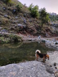 穆索里Rivulet Resort & Camping的站在水中的岩石上的狗