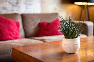 巴塞尔Special Retreat Apartment & Home-Office & Workplace的木茶几上盆栽植物