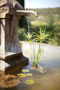 洛尔格布鲁诺旅馆的水中植物的喷泉