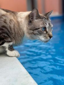 阿拉亚尔达茹达Morena Jambo的一只猫站在游泳池边