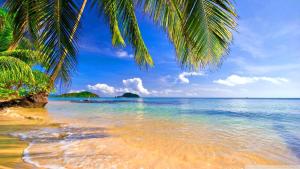 岘港S HOTEL BEACH ĐÀ NẴNG的棕榈树和海洋的海滩
