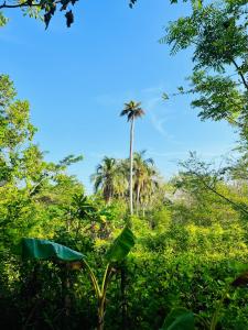 San OnofreEco-Camping Mango Feliz Rincón del Mar的森林中间的棕榈树