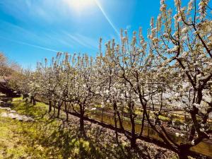 奥尔塔圣朱利奥木勺农家乐的有一排种着白色花的树木