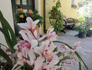TrieiLocanda D'Ogliastra,的门前一束粉红色的花