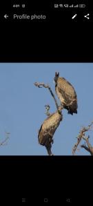 克久拉霍Holiday Home Stay的两只鸟栖息在树枝上