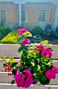 斯佩隆加Demetra Apartment Sperlonga的花园里的一束粉红色的花