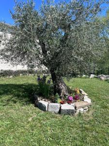BussoResidence San Martino的花坛上的一棵树