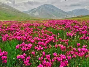 锡卡都Mantri Bai Camping Site Deosai的一片粉红色的花,背景是山