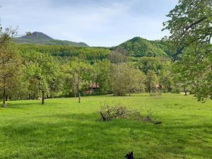 HărţăganiWohnwagen - Bergblick Siebenbürgen的山地中的狗