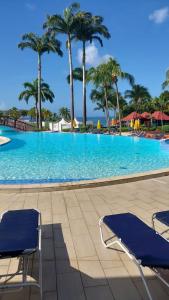 圣吕斯Tropik-Appart - Studio的一个带蓝色椅子和棕榈树的大型游泳池