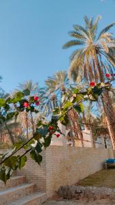 托泽尔Dar Ranim Tozeur的棕榈树前有红花的树