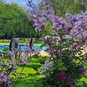 马朗L'instant bleu的池前紫色的花丛