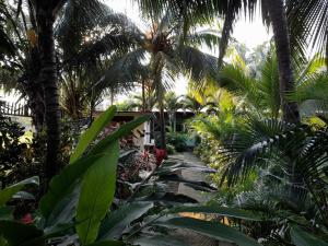 El ViejoThe captains iin的一条穿过棕榈树热带花园的小路