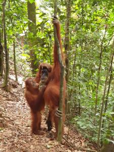 武吉拉旺武吉拉旺棕竹山林小屋的一只猴子抱在森林里的一棵树上