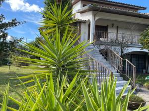 旧阿尔贝加里亚Cozy Guest House Albergaria的房屋前的棕榈树