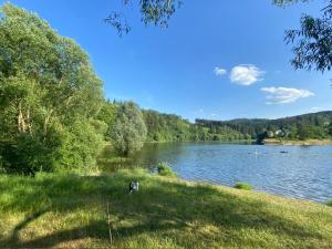 施莱茨Pension und Ferienwohnung am Teich的坐在湖边草地上的狗