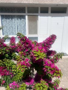 大加那利岛拉斯帕尔马斯Relax apartamento 5的房子前面的一束紫色花