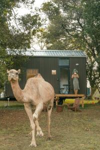 DarlingtonFig Tree Cottage的拍骆驼照片的女人