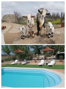 OrgazFinca - Granja " El Chaparral"的两张山羊的照片站在游泳池旁边