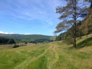 PolmoodGemütliches Ferienhaus in Tweedsmuir mit Garten und Grill的草场上一条有树的土路