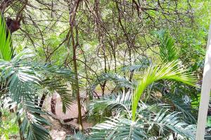 蒙巴萨Mombasa at your doorstep!的森林中的一组树木和植物
