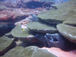 拜蒂克洛DEEP SEA RESORT PADI DIVE CENTER的几条鱼躺在礁石上