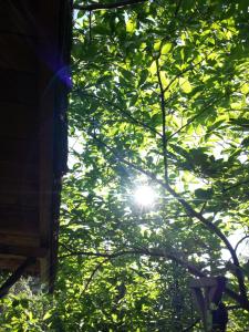 PeyrolesCévennes Insolites: La Cabane de Peyrolles的树叶上的阳光