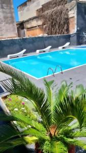 伊瓜苏大使酒店的游泳池前的棕榈树
