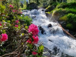 菲尔根Klampererhof的瀑布前有粉红色花的溪流