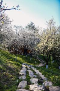MăneciuCăsuța din livadă的花园中种满鲜花的石头小径