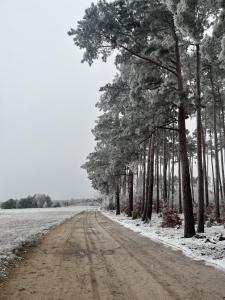 WitnicaRanczo pod lasem的一条土路,上面有树木和雪