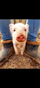 JouquesSéjour à la ferme的一只小白猪,站在人脚旁边