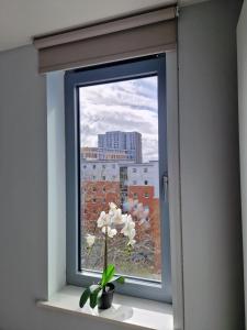 伯明翰Vitality Hotels的窗台上花瓶上的一扇窗户
