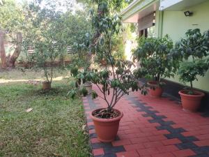 德里久尔Ashiaana Homestay的砖砌走道上一群盆栽的树木