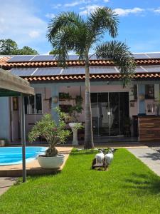 库亚巴Casa Rosa的两棵棕榈树和一座游泳池的房子