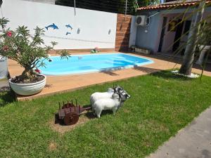 库亚巴Casa Rosa的两只羊在游泳池附近的草地上