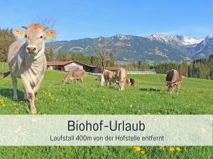 博尔斯特尔朗Biohof Burger, 3 sonnige Fewo, alle mit Balkon, Spielzimmer, Grillhütte, 7 km vor Oberstdorf的一群牛在山地放牧