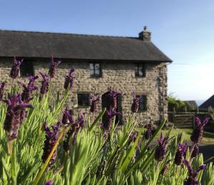 达夫林The Old Farmhouse B&B的一座石头房子,前面有紫色的花朵