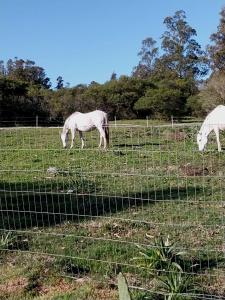 Pan de AzúcarLa casa del Lago的两匹白马在围栏后面的田野里放牧
