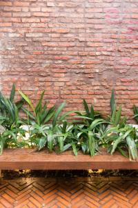 亚松森Lola’s home的木凳上的一排植物,靠在砖墙上
