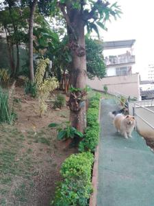里约热内卢Casa Grande e Confortável的两只猫沿着树旁的一条人行道走