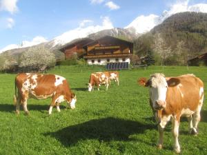 菲尔根Klampererhof的三头牛在建筑物前的田野里放牧