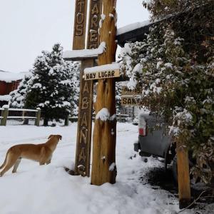 胡宁德洛斯安第斯Santos Lugares Cabañas的一只狗站在雪地标志旁