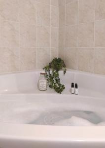 日耶Cosy du Birdie Logement 4 pers avec piscine的浴缸顶部的植物