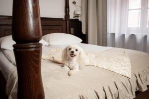 弗罗茨瓦夫杜沃尔波兰语酒店的一只白狗坐在床上